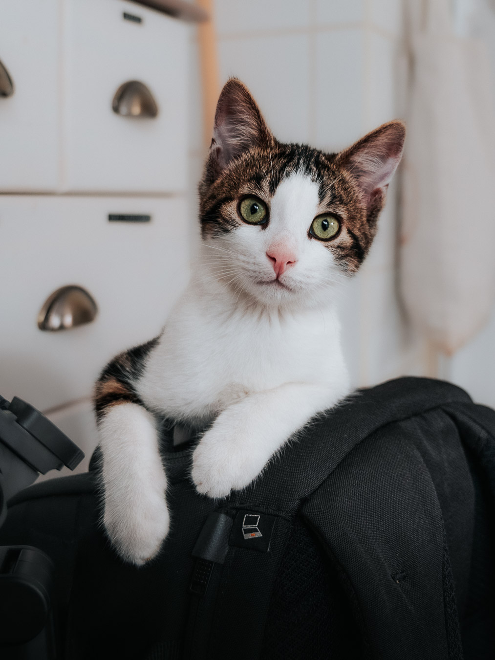 Portrait chat lumière naturelle Grenoble – photographe animalier