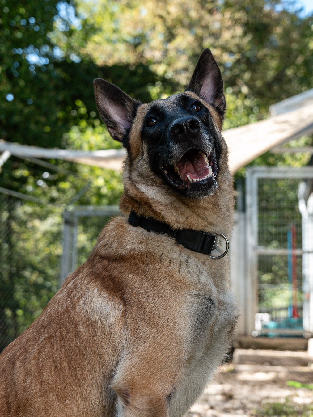 Portrait animalier Grenoble – photographe animaux Isère