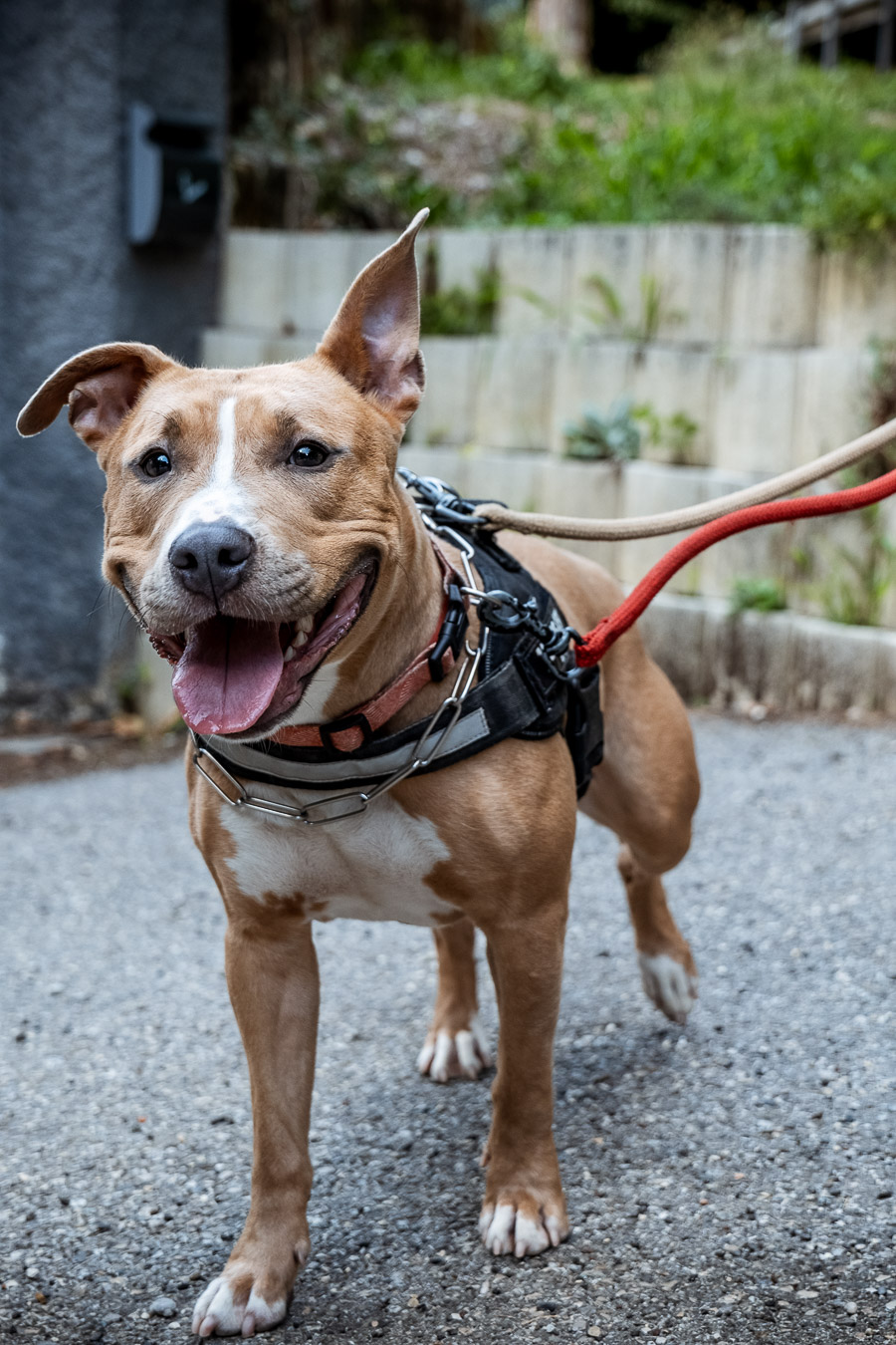 Portrait chien SPA du Dauphiné Grenoble – photographe animalier Isère